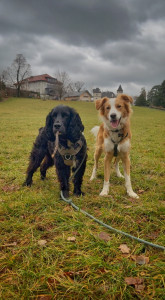 Photo de galerie - Promenade avec Twilly et Vearth 