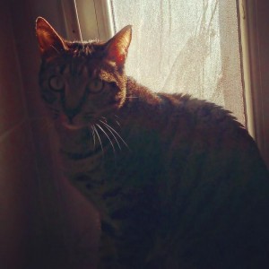 Photo de galerie - Garde chat