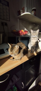 Photo de galerie - Garde de chat 