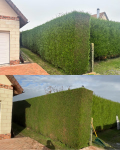 Photo de galerie - Taille de haie cyprès 