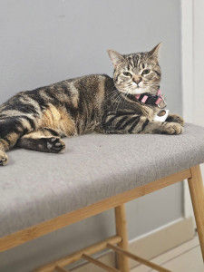 Photo de galerie - Garde chat