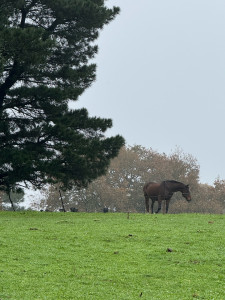 Photo de galerie - Garde animaux