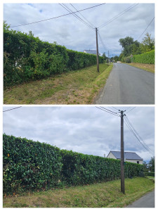 Photo de galerie - Taille de haies 