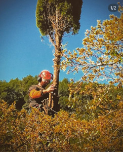 Photo de galerie - Elagage et coupe d'arbres