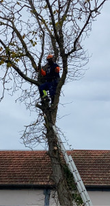 Photo de galerie - Elagage et coupe d'arbres