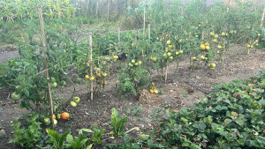 Photo de galerie - Création de potager