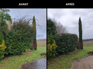 Photo de galerie - Taille d'un massif d'Elaeagnus ebbingei