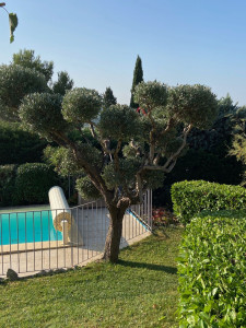 Photo de galerie - Elagage et coupe d'arbres