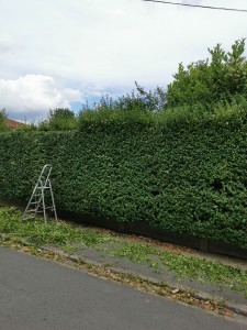 Photo de galerie - Taille de haies et d'arbustes