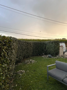 Photo de galerie - Taille de haies et d'arbustes