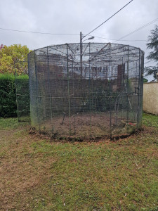 Photo de galerie - Après l'élagage et la coupe de l'arbre, avec évacuation des branches et du tronc.