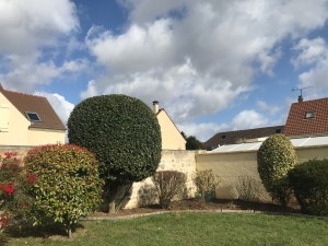 Photo de galerie - Taille du Chêne vert et du eleagnus (après)