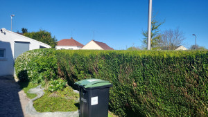 Photo de galerie - Taille de  haie