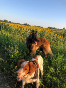 Photo de galerie - Garde animaux