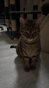 Photo de galerie - Garde animaux