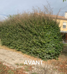 Photo de galerie - Taille d’un buisson 