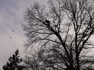 Photo de galerie - Elagage et coupe d'arbres