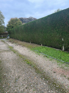 Photo de galerie - Taille de plusieurs haies 