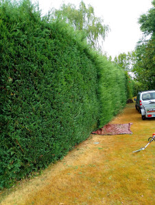 Photo de galerie - Taille de haies et evacuation de tous les déchets 