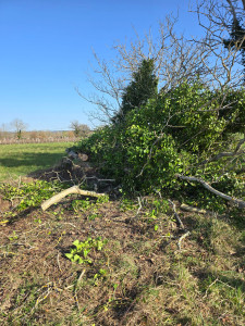 Photo de galerie - Coupe d’arbre et évacuation des déchets