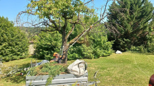 Photo de galerie - Elagage et coupe d'arbres