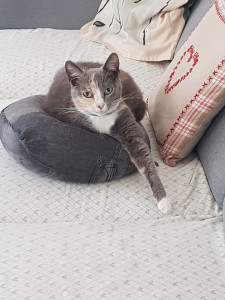 Photo de galerie - Repassage parfaitement appliqué par personne non fumeuse et professionnelle à mon domicile sur Abbeville. 