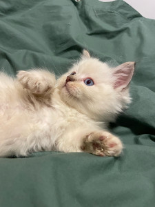 Photo de galerie - Je suis éleveuse de chats de race ragdoll 