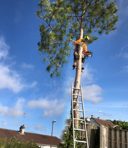 Photo de galerie - Effectué démontage d’arbres