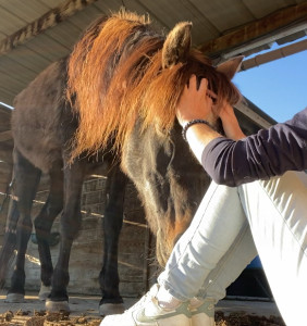Photo de galerie - Garde animaux