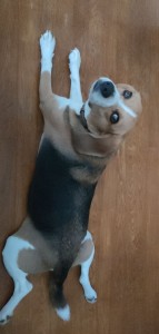 Photo de galerie - Mon chien 
