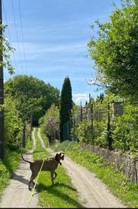 Photo de galerie - J’ai promené et gardé le chien de mon tonton (j’ai également un chat) je suis très proche des animaux que 