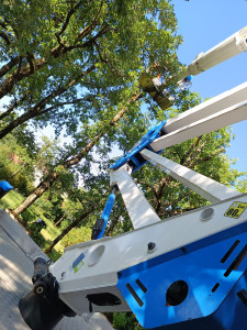 Photo de galerie - élagage chênes 