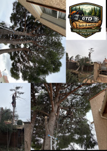 Photo de galerie - Tempête Nils: abattage de trois cèdres plus élagage d’un pin 