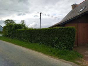Photo de galerie - Taille de haie - Avant