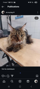 Photo de galerie - Toilettage 