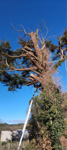 Photo de galerie - Abattage d’un sapin
