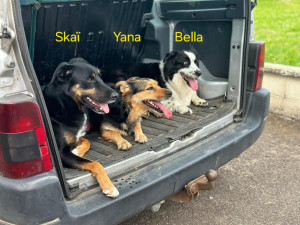 Photo de galerie - Les 3 mascottes de la maison ?