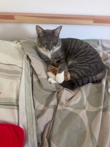 Photo de galerie - Visites quotidiennes pour ce jeune chat à son domicile. nourriture, litière et câlins. 