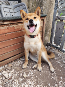 Photo de galerie - Ce Shiba inu a été adorable pendant les quatre jours que je l'ai gardé, il a joué tout le temps avec ma chienne, en promenade un plaisir 