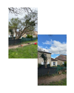 Photo de galerie - Abattage d’un arbre dangereux pour la voisine 