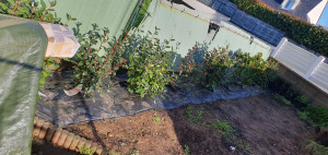 Photo de galerie - Paysagiste - Aménagement du jardin