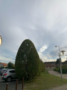 Photo de galerie - Taille de haies et d'arbustes