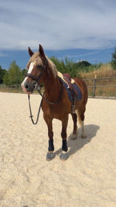 Photo de galerie - Mon poney 