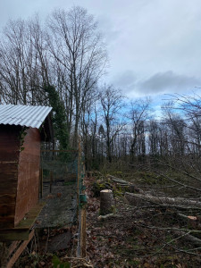 Photo de galerie - Elagage et coupe d'arbres