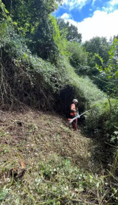 Photo de galerie - Tonte de pelouse - Débroussaillage