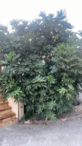 Photo de galerie - Figuier 