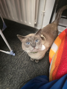 Photo de galerie - Garde chat