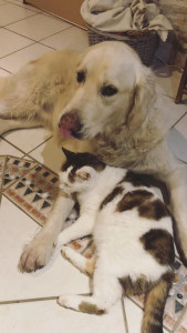 Photo de galerie - Garde animaux