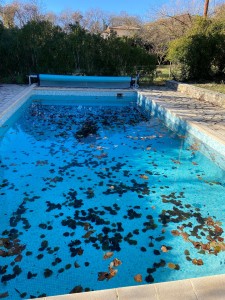 Photo de galerie - Entretien piscine