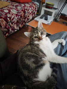 Photo de galerie - Garde de chat